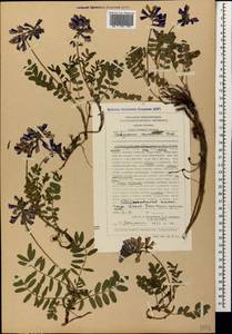 Hedysarum caucasicum M.Bieb., Caucasus, Stavropol Krai, Karachay-Cherkessia & Kabardino-Balkaria (K1b) (Russia)