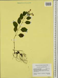 Clinopodium grandiflorum (L.) Kuntze, Caucasus, Krasnodar Krai & Adygea (K1a) (Russia)