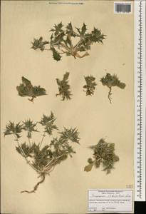 Eryngium ilicifolium Lam., Africa (AFR) (Morocco)