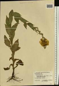 Verbascum densiflorum Bertol., Eastern Europe, Central forest-and-steppe region (E6) (Russia)