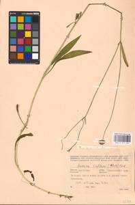 Succisella inflexa (Kluk) Beck, Eastern Europe, Belarus (E3a) (Belarus)