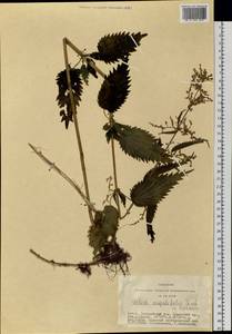 Urtica dioica var. holosericea Fr., Siberia, Altai & Sayany Mountains (S2) (Russia)