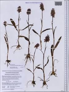Dactylorhiza fuchsii subsp. psychrophila (Schltr.) Holub, Eastern Europe, Northern region (E1) (Russia)