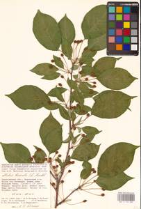 Malus baccata (L.) Borkh., Eastern Europe, Lower Volga region (E9) (Russia)