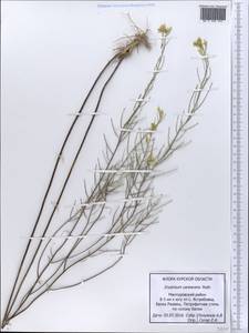 Erysimum diffusum Ehrh., Eastern Europe, Central forest-and-steppe region (E6) (Russia)