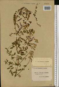 Vicia sylvatica L., Eastern Europe, South Ukrainian region (E12) (Ukraine)