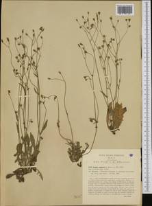 Crepis neglecta L., Western Europe (EUR) (Italy)