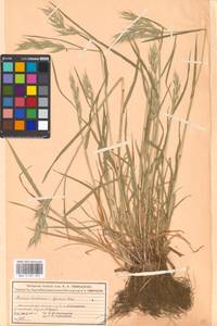 Bromus hordeaceus subsp. hordeaceus, Eastern Europe, Moscow region (E4a) (Russia)