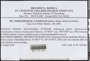 Niphotrichum canescens (Hedw.) Bedn.-Ochyra & Ochyra, Bryophytes, Bryophytes - Baikal & Transbaikal regions (B18) (Russia)