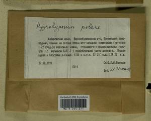 Hygrohypnella polaris (Lindb.) Ignatov & Ignatova, Bryophytes, Bryophytes - Russian Far East (excl. Chukotka & Kamchatka) (B20) (Russia)