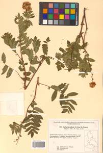 Sorbaria pallasii (G. Don) Pojark., Siberia, Russian Far East (S6) (Russia)