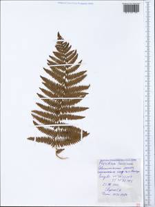 Pteridium aquilinum subsp. aquilinum, Crimea (KRYM) (Russia)