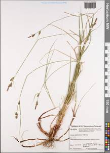 Carex adelostoma V.I.Krecz., Siberia, Central Siberia (S3) (Russia)