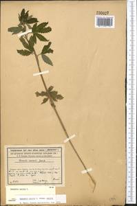 Cannabis sativa L., Middle Asia, Syr-Darian deserts & Kyzylkum (M7) (Kazakhstan)