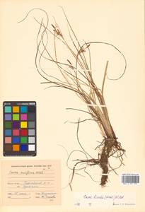Carex livida (Wahlenb.) Willd., Siberia, Russian Far East (S6) (Russia)