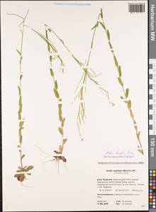 Arabis borealis Andrz. ex C.A. Mey., Siberia, Baikal & Transbaikal region (S4) (Russia)