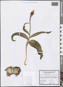 Tulipa, South Asia, South Asia (Asia outside ex-Soviet states and Mongolia) (ASIA) (Turkey)