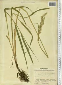 Phalaris arundinacea L., Siberia, Western Siberia (S1) (Russia)