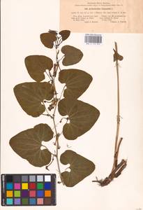 Aristolochia clematitis L., Eastern Europe, North Ukrainian region (E11) (Ukraine)