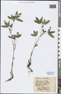 Trifolium medium L., Eastern Europe, Moscow region (E4a) (Russia)