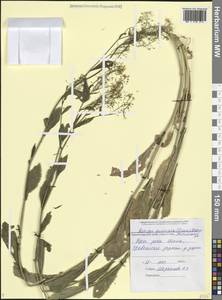 Rorippa austriaca (Crantz) Besser, Caucasus, Black Sea Shore (from Novorossiysk to Adler) (K3) (Russia)