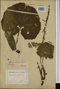 Petasites hybridus (L.) G. Gaertn., B. Mey. & Scherb., Western Europe (EUR) (Germany)