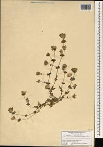 Dichodon perfoliatum (L.) Á. Löve & D. Löve, South Asia, South Asia (Asia outside ex-Soviet states and Mongolia) (ASIA) (Turkey)
