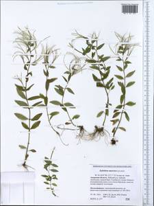 Epilobium amurense, Siberia, Russian Far East (S6) (Russia)