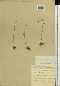 Arabidopsis thaliana (L.) Heynh., Eastern Europe, Moscow region (E4a) (Russia)