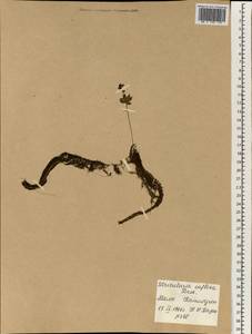 Utricularia inflexa Forssk., Africa (AFR) (Mali)