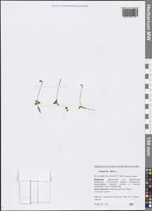Pinguicula villosa L., Siberia, Baikal & Transbaikal region (S4) (Russia)