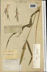 Setaria verticillata (L.) P.Beauv., Eastern Europe, North-Western region (E2) (Russia)