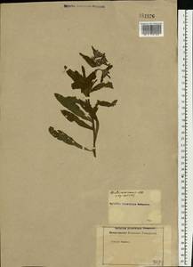 Lycopsis arvensis L., Eastern Europe, Rostov Oblast (E12a) (Russia)