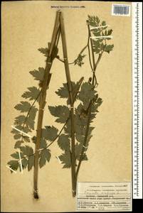 Pimpinella saxifraga L., Caucasus, Armenia (K5) (Armenia)