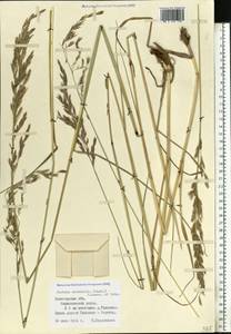 Festuca orientalis (Boiss.) B.Fedtsch., Eastern Europe, Northern region (E1) (Russia)