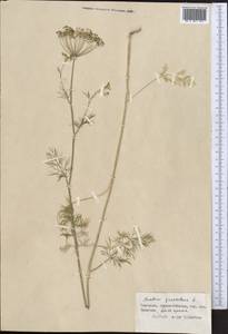 Anethum graveolens L., Middle Asia, Northern & Central Tian Shan (M4) (Kyrgyzstan)
