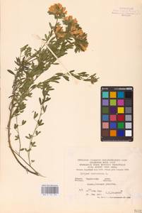 Chamaecytisus austriacus (L.) Link, Eastern Europe, South Ukrainian region (E12) (Russia)