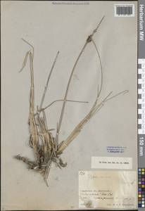 Typha minima Funck, Middle Asia, Muyunkumy, Balkhash & Betpak-Dala (M9) (Kazakhstan)