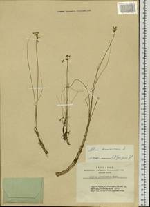 Allium tenuissimum L., Siberia, Baikal & Transbaikal region (S4) (Russia)