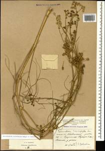 Echinophora orientalis Hedge & Lamond, Caucasus, Armenia (K5) (Armenia)