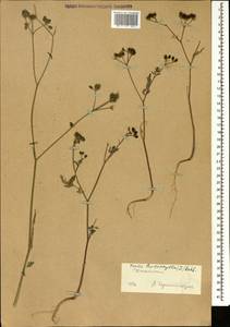 Torilis leptophylla (L.) Rchb. fil., Caucasus, Dagestan (K2) (Russia)