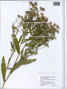 Symphyotrichum laeve (L.) Á. Löve & D. Löve, Eastern Europe, Moscow region (E4a) (Russia)