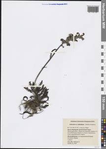Pedicularis novaiae-zemliae (Hultén) Kozhevn., Siberia, Western Siberia (S1) (Russia)