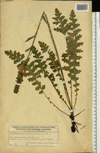 Pedicularis sceptrum-carolinum, Eastern Europe, Moscow region (E4a) (Russia)