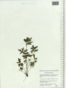 Geranium sibiricum L., Siberia, Baikal & Transbaikal region (S4) (Russia)