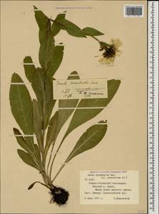 Pentanema orientale (Lam.) D. Gut. Larr., Santos-Vicente, Anderb., E. Rico & M. M. Mart. Ort., Caucasus, North Ossetia, Ingushetia & Chechnya (K1c) (Russia)