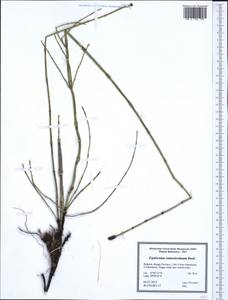 Equisetum ramosissimum Desf., Western Europe (EUR) (Bulgaria)