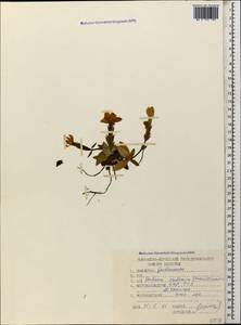 Gentiana verna subsp. oschtenica (Kuzn.) J. J. Halda, Caucasus, Stavropol Krai, Karachay-Cherkessia & Kabardino-Balkaria (K1b) (Russia)