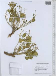 Zygophyllum pinnatum Cham. & Schltdl., Middle Asia, Caspian Ustyurt & Northern Aralia (M8) (Kazakhstan)
