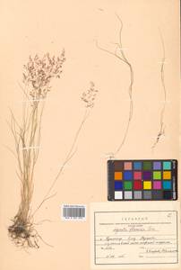 Agrostis flaccida Hack., Siberia, Russian Far East (S6) (Russia)